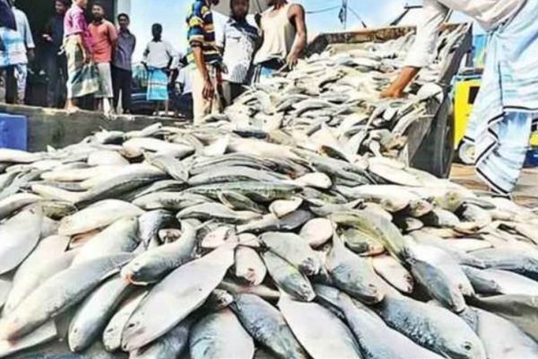 বাংলাদেশে নিষিদ্ধ হলেও ভারতে ধরা হচ্ছে ঝাঁকে ঝাঁকে ইলিশ বাংলাদেশে নিষিদ্ধ হলেও ভারতে ধরা হচ্ছে ঝাঁকে ঝাঁকে ইলিশ