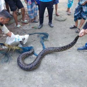 গজারিয়া কৃষকের জালে ধরা পড়ল ৯ ফুট লম্বা অজগর