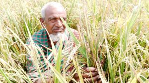 ইটভাটার কালো ধোঁয়ায় কৃষকের শত বিঘা জমির ধান নষ্ট